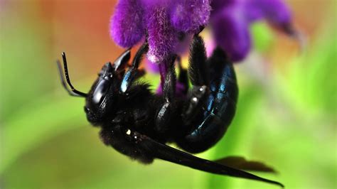 Black Carpenter Bees All You Need To Know About The Big Black Bee