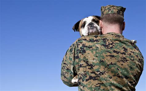 Maybe you would like to learn more about one of these? Vets for Vets: How Veterans Can Get Free Pet Insurance for ...