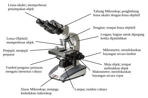 Mengenal Mikroskop Cahaya Cara Kerja Serta Bagian Bagiannya