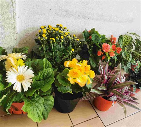 Anak Pokok Bunga Kekwa Kuning Live Plants Chrysanthemum Potted Plants