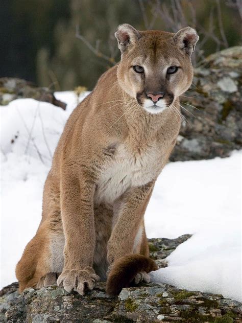 Cougar Animal Wallpapers 4k Hd Cougar Animal Backgrounds On Wallpaperbat