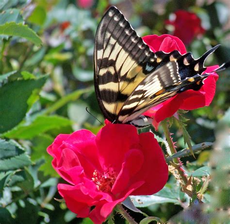 List Wallpaper Images Of Butterflies And Roses Superb