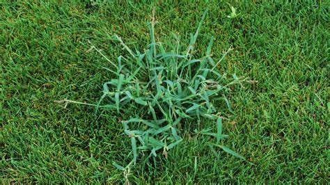 How To Prevent Crabgrass In Your Spring Yard Grass Pad