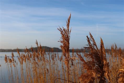 Lake Reed Nature Free Photo On Pixabay Pixabay