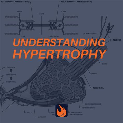 Understanding Hypertrophy Why Do Muscles Get Bigger