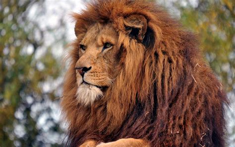 Télécharger Fonds Décran Pour Téléphone Un Lion Lion Muselière