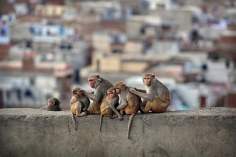 Monkeys In India Steal Covid 19 Tests Nature And Wildlife Discovery