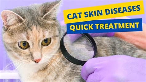 Cat Skin Diseases And Treatment Natural Home Remedies😿 Youtube