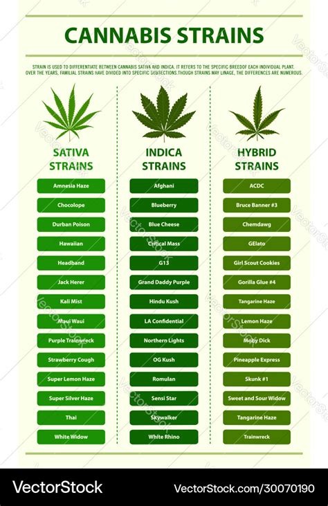 Cannabis Strains Vertical Infographic Royalty Free Vector