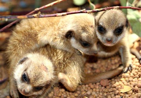 Meerkat Trio Born At Perth Zoo Zooborns