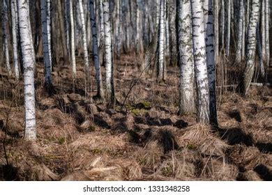 Birch Trees Damaged Bark Naked Winter Stock Photo Shutterstock
