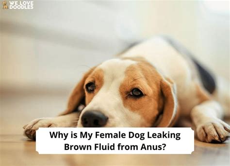 Why Is My Female Dog Leaking Brown Fluid From Anus Causes And