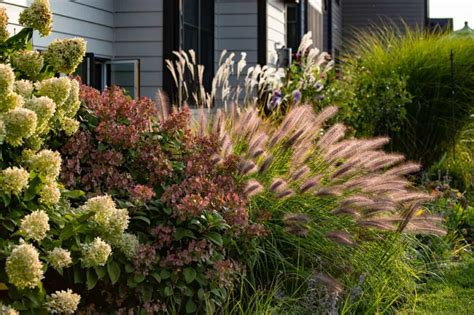 Foundation Plants 16 Shrubs And Plants For The Front Of Your House 2023