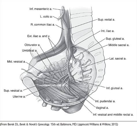 Arteries And Veins Of Pelvic Organs Female Blood Supply Of Pelvis I Images
