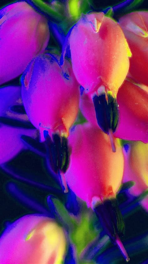 Download Rainbow Flower Iphone Wallpaper