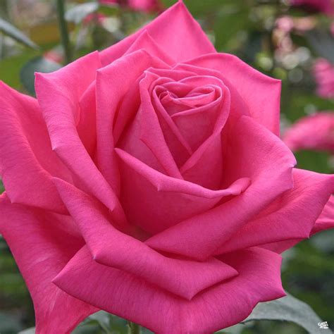 Rose Miss All American Beauty — Green Acres Nursery And Supply