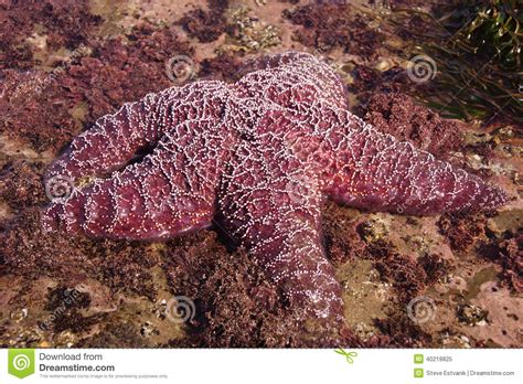 Purple Sea Star Exposed By Low Tides Stock Image Image Of Barnacles