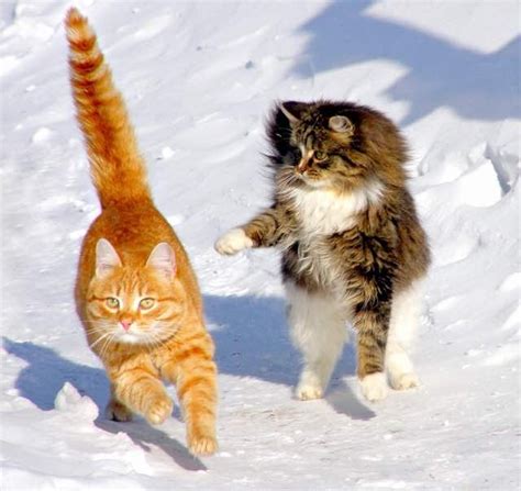 Every Winter These Siberian Cats Fluff Up And Play In Snow