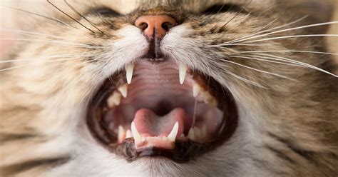 Sometimes losing front teeth, or any others, is perfectly natural, but it may also be a sign of something serious. 5 Fascinating Facts About Your Cat's Teeth - The Catington ...