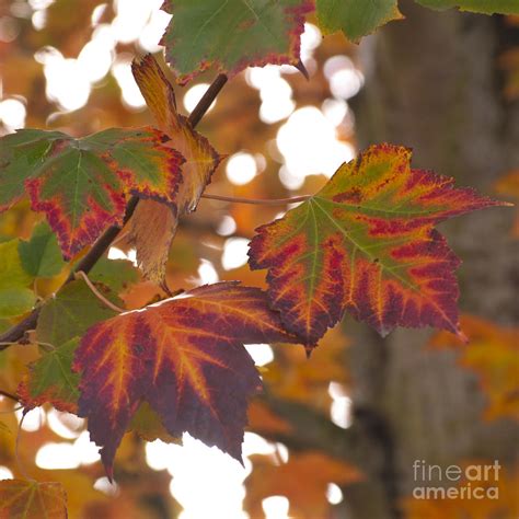 Colorful Fall Leaves Photograph By Mandy Judson