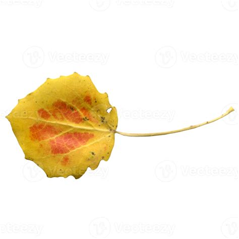 Yellow Orange Autumn Aspen Leaf On A Transparent Background Photo