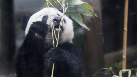 Giant Panda Cub Xiang Xiang At Tokyo Zoo To Turn 2