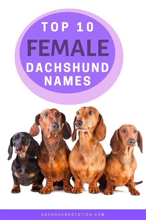 Best Dachshund Names Of 2023 New Dachshund Station Cute Puppy