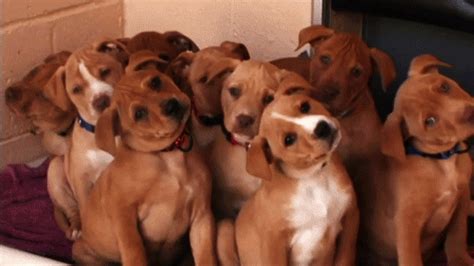 Puppies Tilting Heads Teh Cute