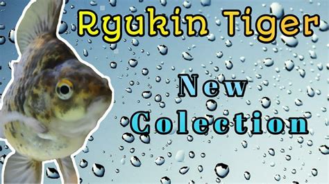 Memilih indukan yang sudah berusia 6 bulan ke atas2. Unboxing Ikan Mas Koki Ryukin - YouTube