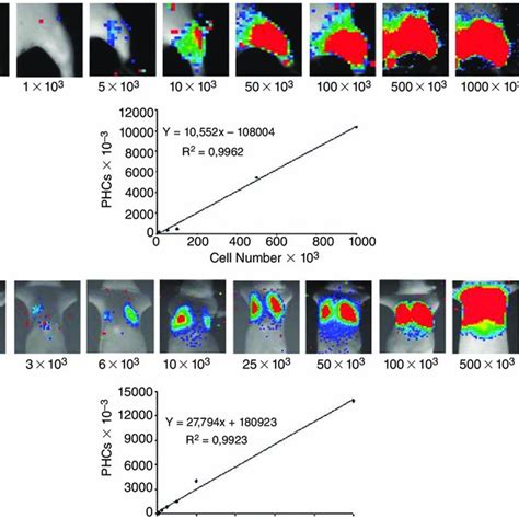 In Vivo Bioluminescence Imaging Bli Detection Sensitivity The