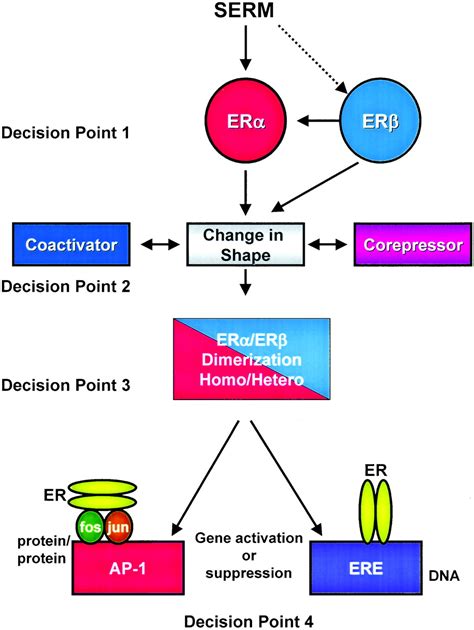 Selective Estrogen Receptor Modulation Cancer Research