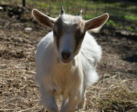 Miracle Nigerian Dwarf Doe ~kidron Valley Goats