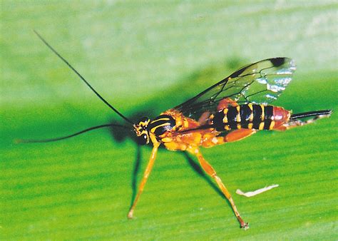 They have the standard wasp body with large wings, large head and eyes, a very tiny, thin waist and then a large back end. Yellow-banded Ichneumon Wasp - Echthromorpha agrestoria