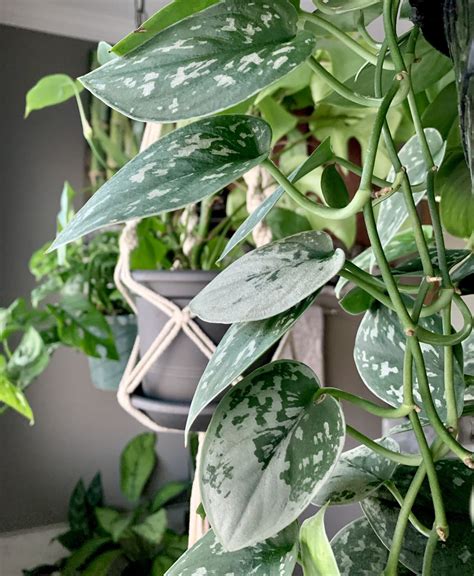 My Top Houseplants Of A Natural Curiosity