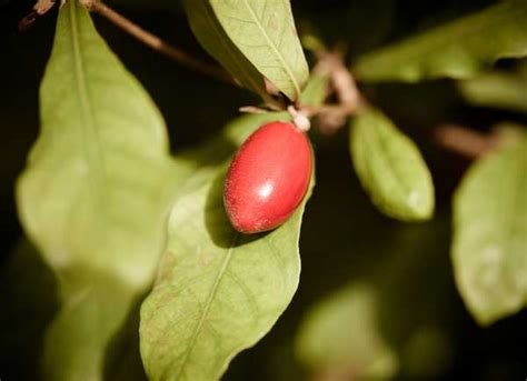 10 Indoor Fruit Trees You Can Grow At Home Year Round Bob Vila