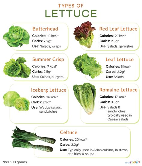Nutritional Value Of Bibb Lettuce Nutrition Pics