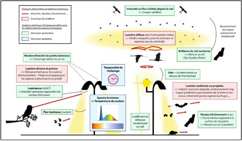 Les Effets De La Pollution Lumineuse Sur La Biodiversité Nature Isère