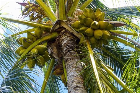 The Many Uses Of The Coconut Tree What To See In Hawaii Gingerhill