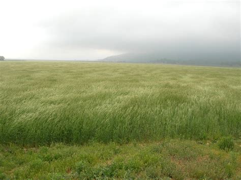 More images for in a tall grass » 20/20 Meditation 3: A Snake in the Grass - Jeffersonville Presbyterian Church