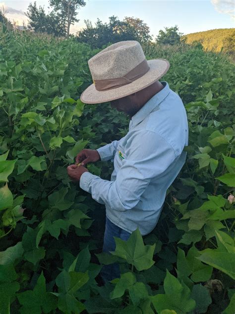 How Brazilian Farmers Grow Sustainable Organic Cotton Through