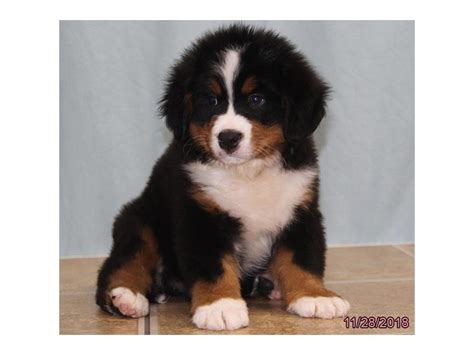 They are the only one that possesses long, flowing fur and their personality is second to none. Bernese Mountain Dog Puppies For Sale In Ohio - petfinder