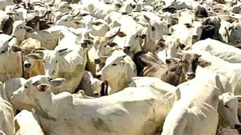 Optical Illusion Can You Spot The Tiger Crouched Among Cows In 5 Seconds