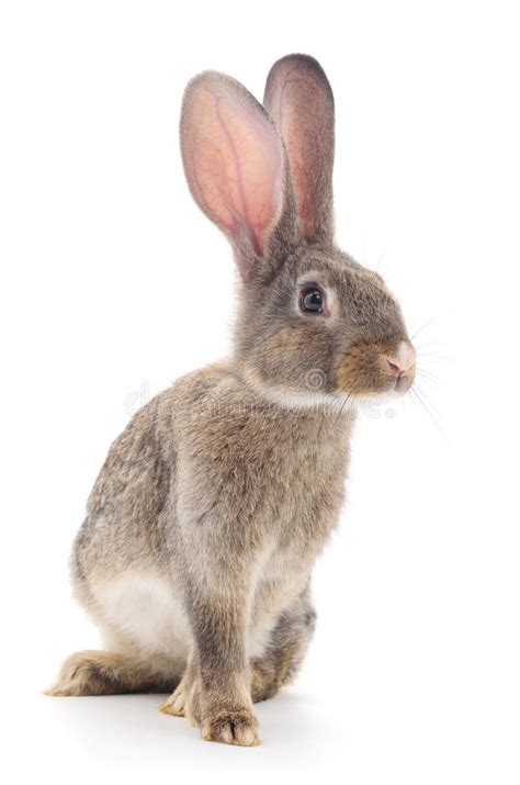 Brown Rabbit Stock Image Image Of Animal Hare Color 54887651