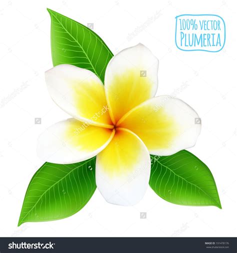 Collection by arina • last updated 6 weeks ago. Plumeria Flower Stock Vectors & Vector Clip Art ...