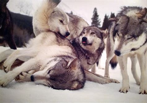The Portrait Of A Pack A Wolf Pack Is An Exceedingly Comp Flickr