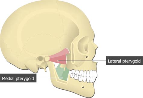 Medial And Lateral Pterygoid Plate Medial Pterygoid Muscle Earth S