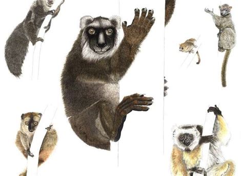 Newly Sequenced Genome Of Extinct Giant Lemur Sheds Light On Animals