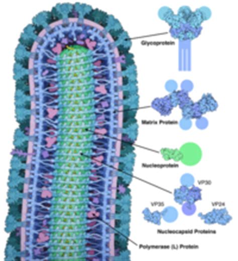 The virus is considered to be extremely dangerous. Ebola Virus Disease - microbewiki