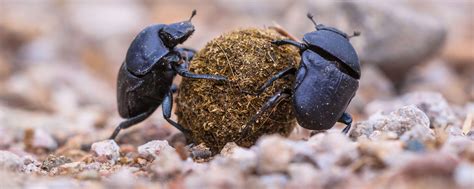 How The Humble Dung Beetle Engineers Better Ecosystems In Australia