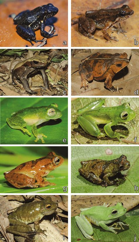 Pictures Of Amphibians Bilscreen
